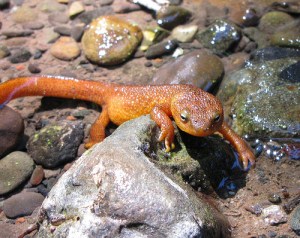 California Newt