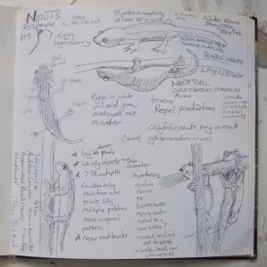 my lecture notes for Karen Goetz's lecture