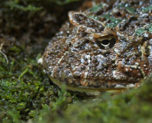 yeah I'm on the brink of extinction, what are you going to do about it?