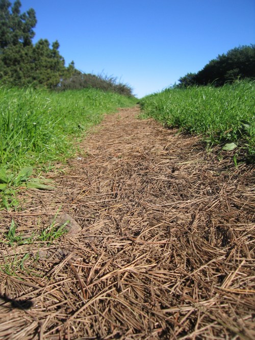 A Trail in San Francisco (Noe Valley)