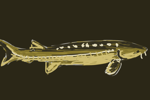 White Sturgeon in San Francisco Bay