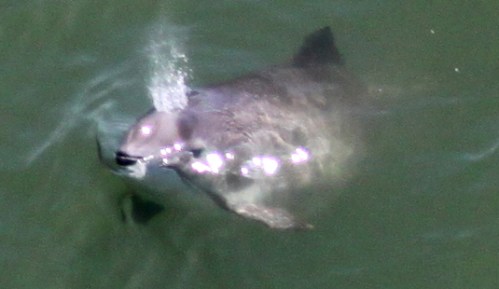 picture from Golden Gate Cetacean
