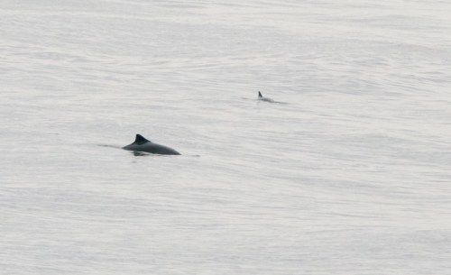 Harbor Porpoises from Cavallo Point
