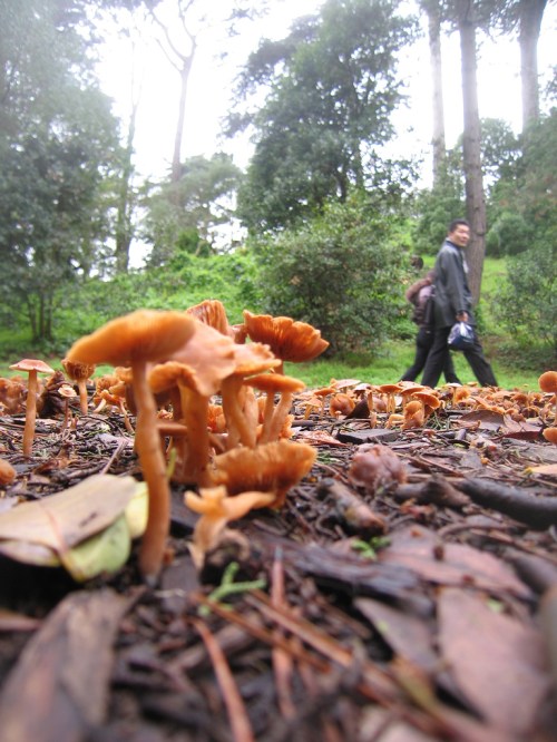 I don't know if these mushroom as editable at all, but they looked delicious.