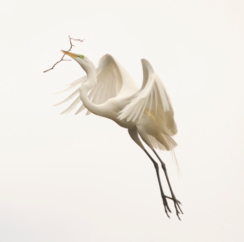 Photo by Becky Jaffe "Nest Builder"