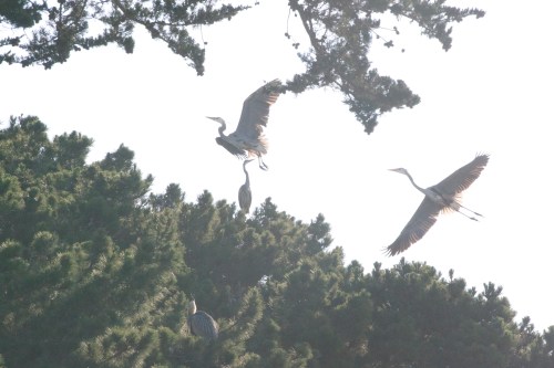 Great Blue Herons at Crissy Field