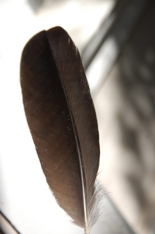 raven feather