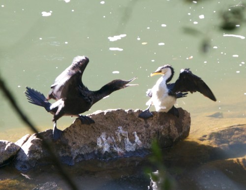 Cormorant versus Cormorant