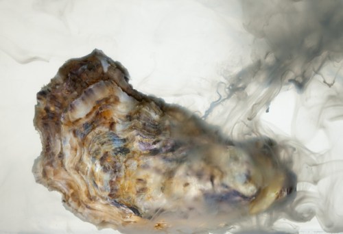A Male Pacific Oyster, Crassostrea gigas Whisky Creek Shellfish Hatchery Netarts, Oregon
