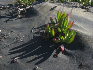 Ice plant (Carpobrotus edulis) in Muriwai sand dunes