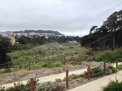 A view of Lobos creek. The area most covered in mattress weed was off to the left of the frame.
