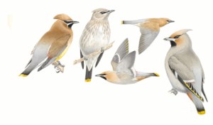 Illustrations of Cedar Waxwings