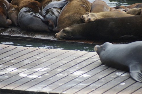 Sea Lions
